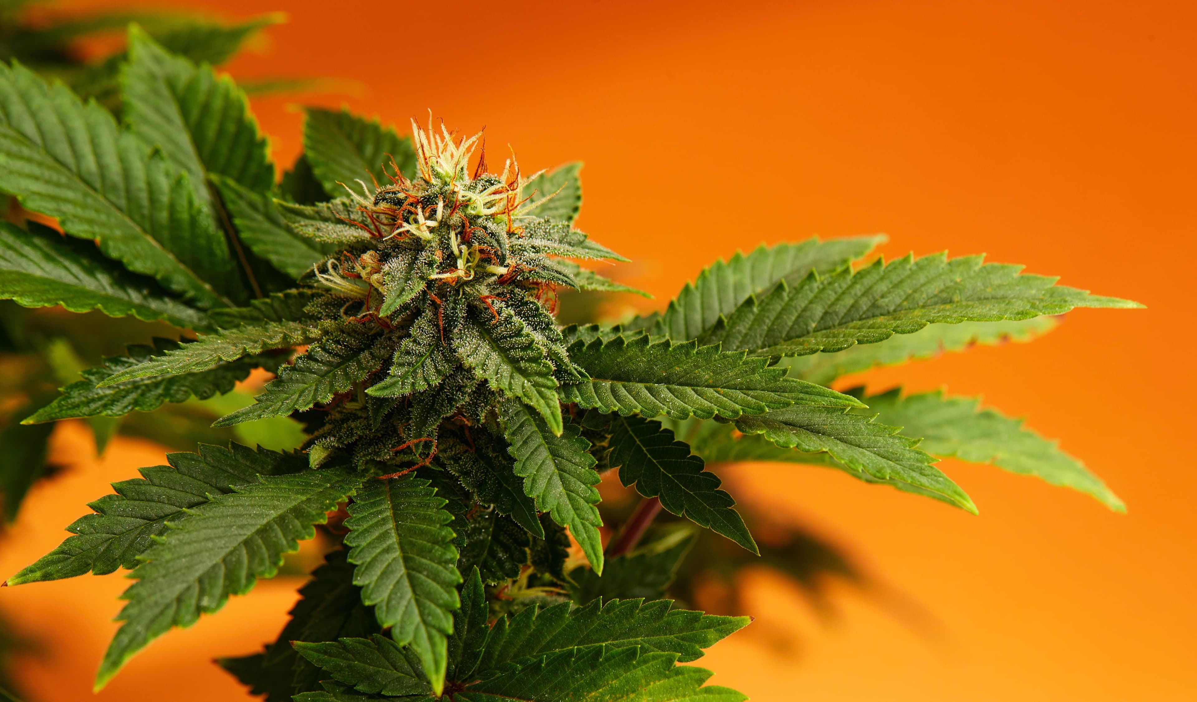 New York Cannabis Tax